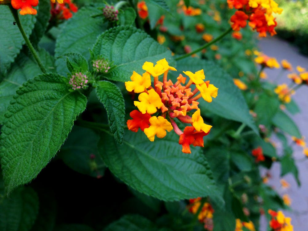 İncek arsa villa inşaat yapım süreci