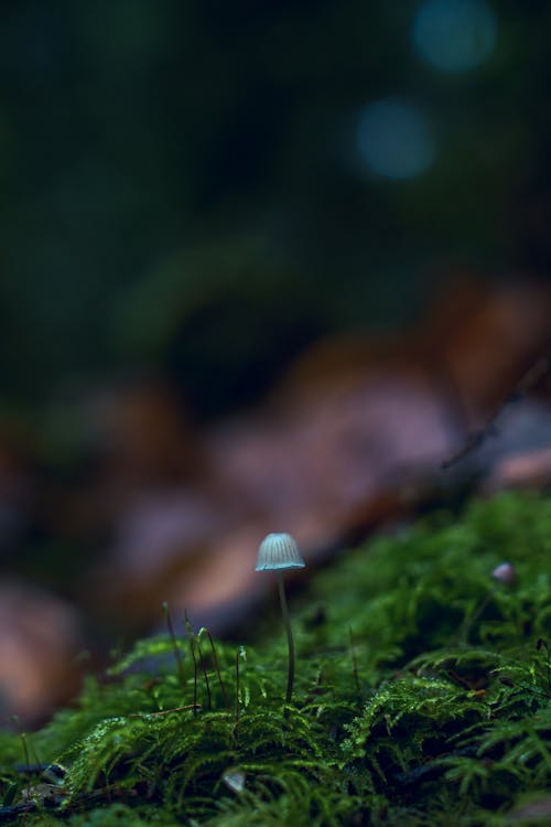 İncek satılık villa piyasa alıcı satiçi