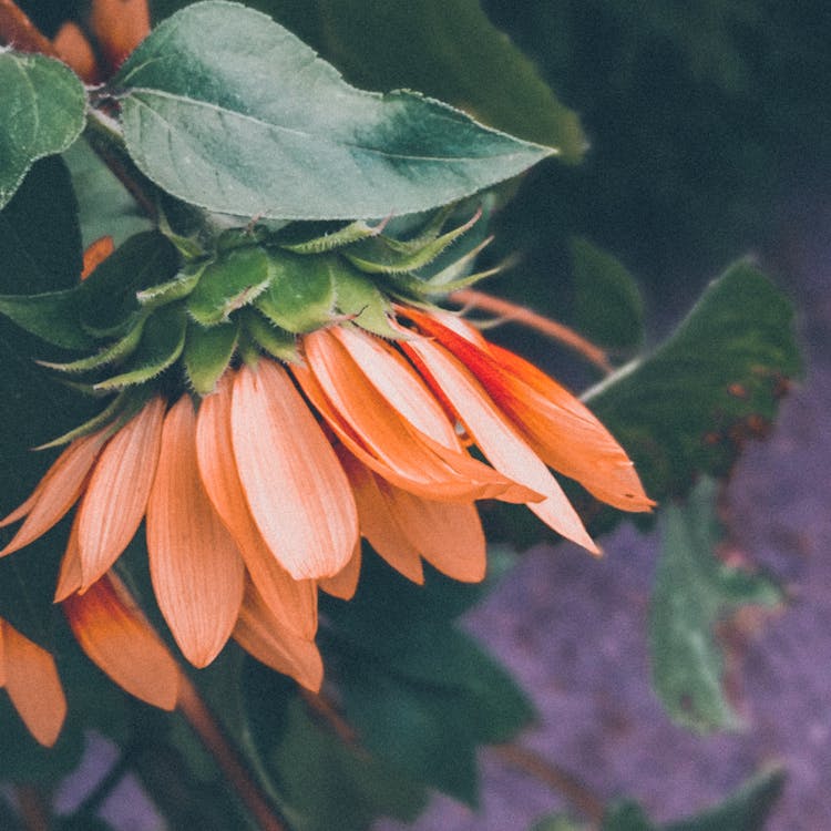 İncek villa akıllı ev enerji verimli