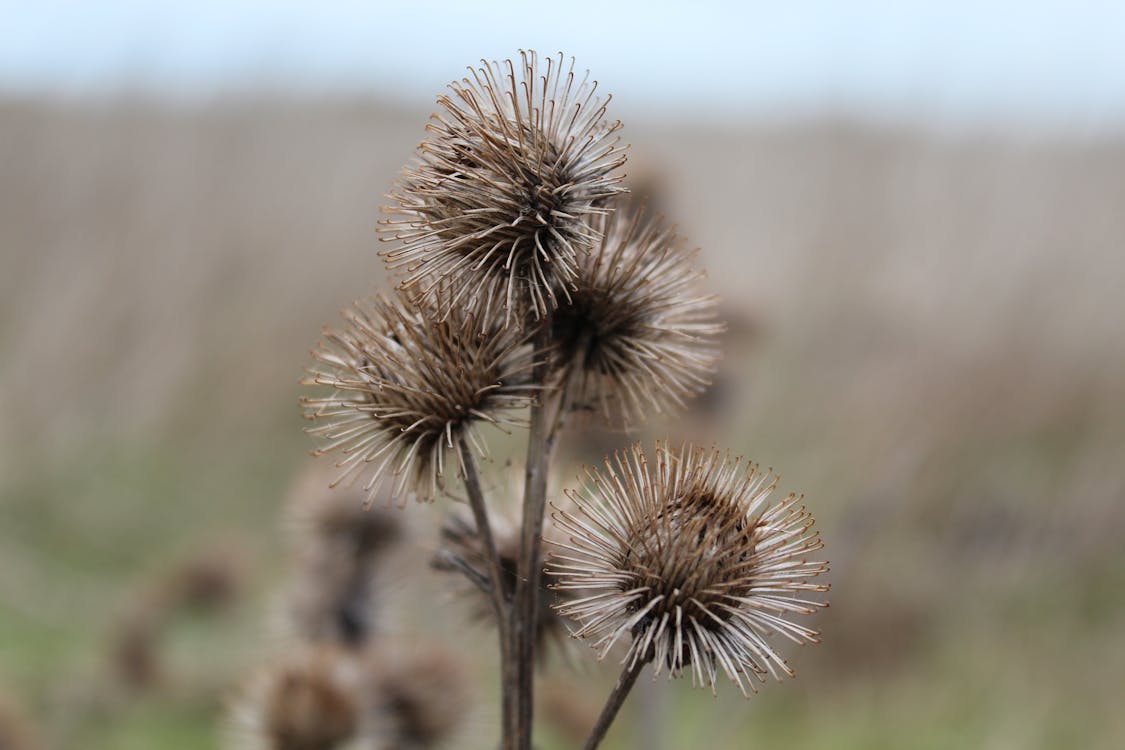 İncek villa kiralama yatırım getiri